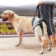 Підтримуюча шлейка для собак ортопедична шлея пояс для задніх лап